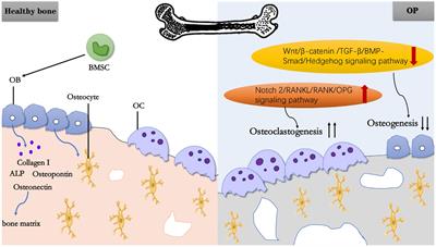 Cornus officinalis: a potential herb for treatment of osteoporosis